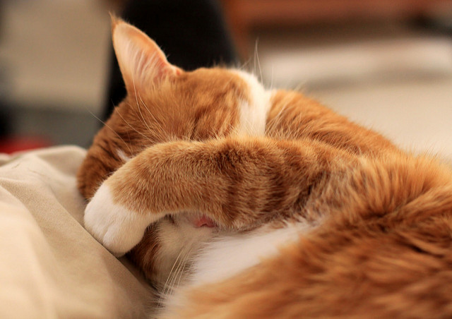 【7-11已結束】7-11統一超商那些年我們錯過的集點活動